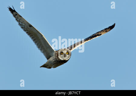 Il Gufo Short-Eared asio flammeus in volo e caccia durante il giorno a Malacleit, North Uist, Ebridi Esterne della Scozia Foto Stock