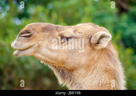 Un vicino la vista di profilo di un cammello arabo noto anche come Camelus dromedarius. Il dromedario è un grande anche-toed ungulato con una gobba sul suo retro. Foto Stock