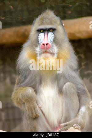 Visualizzazione verticale di un maschio adulto mandrill seduta. Mandrillus Sphinx è un primate della scimmia del Vecchio Mondo con verde oliva e grigio scuro pelage, bande gialle, ventre bianco, rosso narici, guance blu e giallo barba. Foto Stock