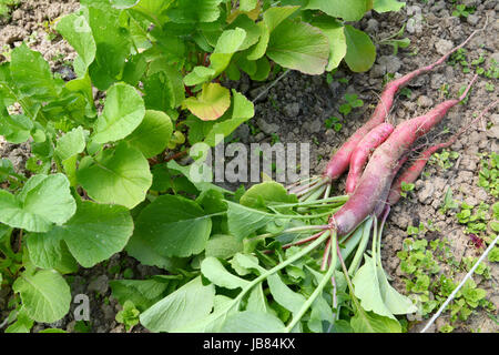 Appena raccolto lungo i ravanelli giacciono sulla terra accanto agli impianti ancora in crescita in un riparto Foto Stock