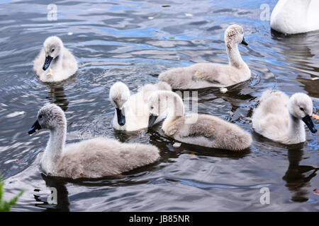 Sei 6 cigno cygnets nuotare in un lago mentre la madre guarda a. Foto Stock