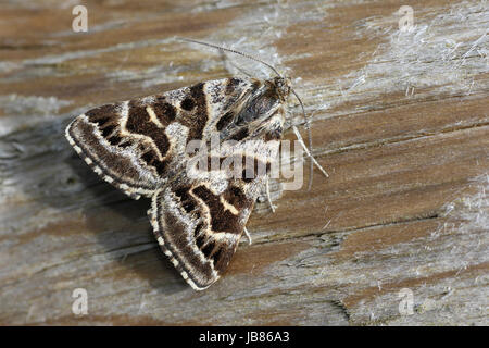 Mother Shipton Moth Callistege mi Foto Stock