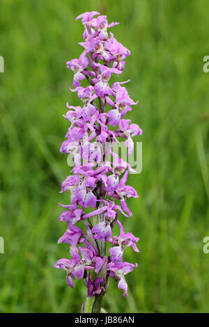 Inizio Purple Orchid Orchis mascula Foto Stock