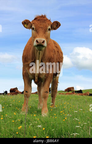 Curioso di vacche Jersey Foto Stock