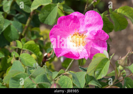 Essig-Rose, Essigrose, Apothekerrose, Apotheker-Rose, Gallische Rose, Gallica-Rose, Gallica-Rosen, Provins-Rose, Rosa, Rosen, rosa gallica officinalis Foto Stock