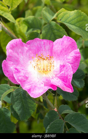 Essig-Rose, Essigrose, Apothekerrose, Apotheker-Rose, Gallische Rose, Gallica-Rose, Gallica-Rosen, Provins-Rose, Rosa, Rosen, rosa gallica officinalis Foto Stock