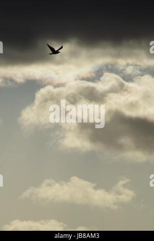 Stagliano Aringa Gull contro Cumulus nuvole al tramonto, Aberdeen Scotland, aprile 2017. Foto Stock