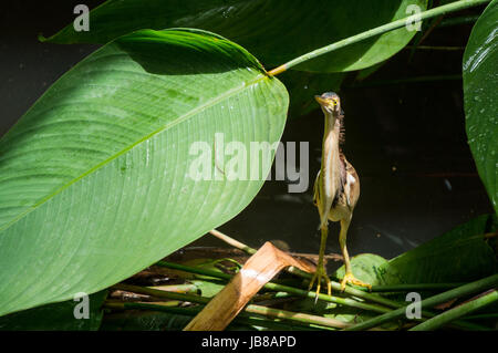 Uccello appollaiato su un ramoscello in una piccola insenatura tailandese Foto Stock