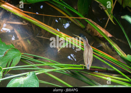 Uccello appollaiato su un ramoscello in una piccola insenatura tailandese Foto Stock