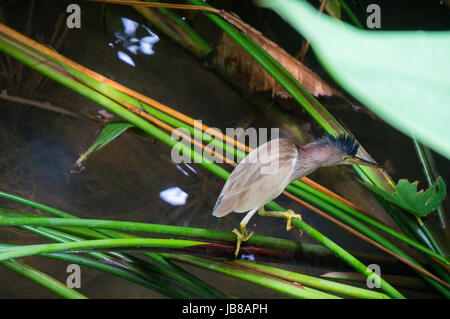 Uccello appollaiato su un ramoscello in una piccola insenatura tailandese Foto Stock