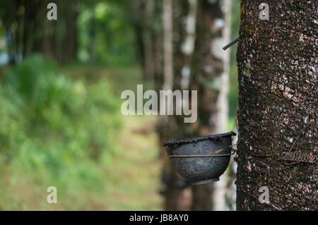 Raccolta di gomma cup close-up Foto Stock