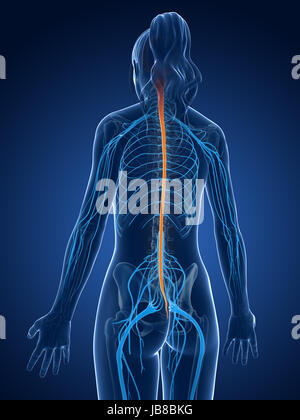 Rendering 3d Illustrazione medica - il midollo spinale Foto Stock