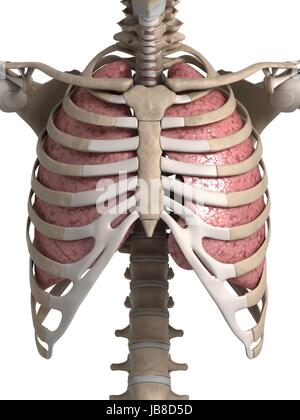 3d reso illustrazione del polmone e del torace Foto Stock