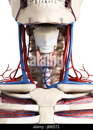 3d reso illustrazione del collo anatomia Foto Stock
