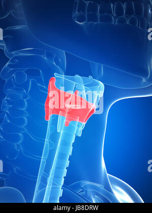 3d reso illustrazione della laringe anatomia - cartilagine della tiroide Foto Stock