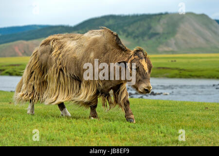 Yak (Bos mutus) con lunghi marrone capelli. Orkhon Valley, Khangai Nuruu National Park, Oevoerkhangai Aimag, Mongolia Foto Stock