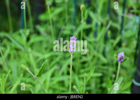 Lavanda fresca nel giardino della casa. Piccolo arbusto aromatico sempreverde della famiglia della menta, con foglie strette e fiori bluastro-porpora utilizzati nella profumeria. Foto Stock