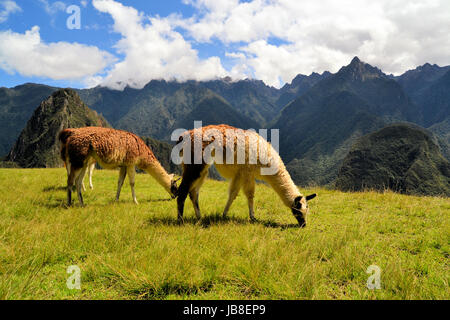 Coppia di llama nelle Ande peruviane montagne vicino a Machu Picchu, rovine Incas vicino a Cuzco Foto Stock