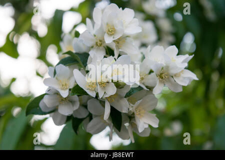 Fiori bianchi di mock-arancio dolce fortemente profumati il cui profumo assomiglia alla fioritura dell'arancio. Foto Stock