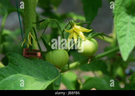 Pomodori verdi immaturi frutti e fiori che crescono in una serra. Primo piano foto della pianta di pomodoro. Foto Stock
