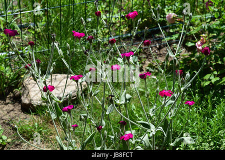 La Silene coronaria è una specie di pianta da fiore originaria dell'Asia e dell'Europa. I nomi comuni includono rosa campion, mugnaio polveroso, mullein-rosa. Foto Stock