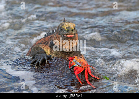 Iguana marina con una Sally Lightfoot Crab nelle Galapagos Foto Stock