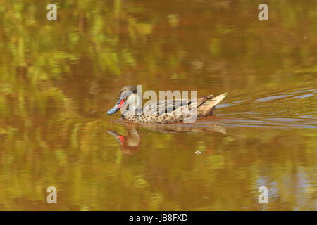 Bianco maschio-cheeked Pintail nuoto nelle Galapagos Foto Stock