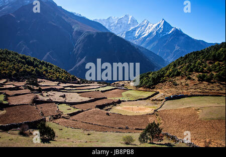 A Schiera campi di fattoria vicino a Namche Bazaar all ombra della Thamserku (6608 metri) nel Parco Nazionale di Sagarmatha, Nepal. Foto Stock