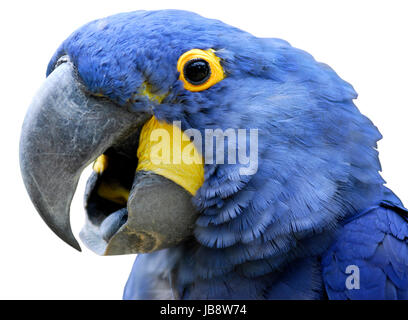 Occhio a linguetta Foto Stock