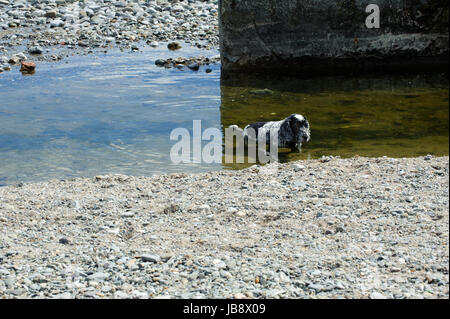 Un spaniel in piedi in mare in una calda giornata estiva Foto Stock