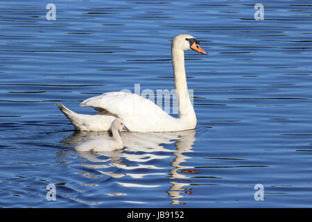 Un cigno nuoto con uno cygnet Foto Stock