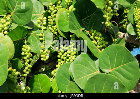 Bella vista dettagliata del selvaggio e seagrape tropicale o Coccoloba uvifera tree foglie verdi sulla costa con un po' di acqua oceanica in background in una giornata di sole in Florida. Foto Stock