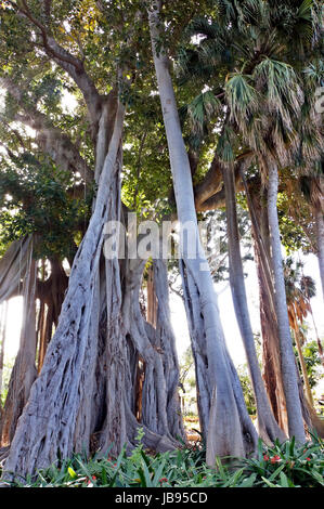 Grossblaettrige Feige, F, macrophylla f. columnaris (Ficus macrophylla ssp. columnaris, Ficus columnaris, F. macrophylla f. columnaris), Baumriese (Ficus macrophylla subspez.Columnaris) mit zahlreichen Luftwurzeln,,, Kanaren Teneriffa, Puerto De La Cruz Foto Stock