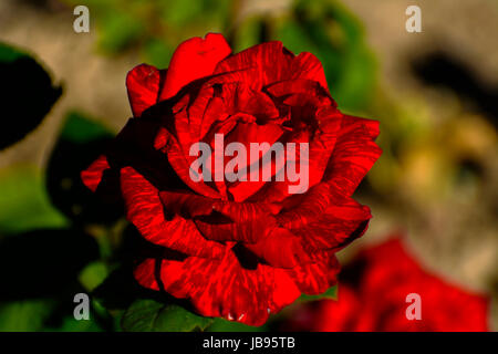 Bellissimo sfondo floreale. Vista incredibile di un colore rosso brillante rosa in fiore nel giardino nel mezzo di una soleggiata giornata di primavera con erba verde. Foto Stock