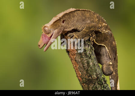 Close up ritratto di profilo di un gecko lizard equilibratura su la fine di un ramo leccare le sue labbra con la lingua che mostra Foto Stock