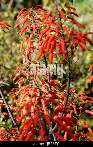 Blüten der Aloe chabaudii, Puerto de la Cruz, Teneriffa, Kanaren Foto Stock