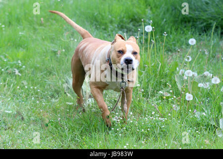 Staffie cane femmina in natura Foto Stock