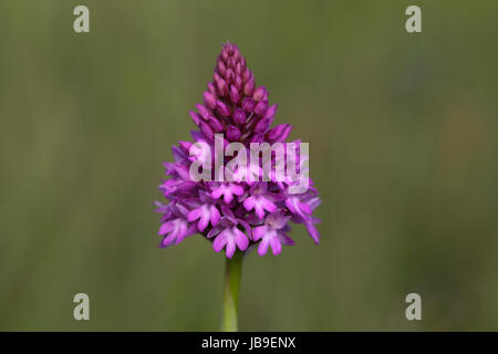 Orchide (Anacamptis pyramidalis), fioritura, Orchideenparadies Wasserliesch, Moselle, Renania-Palatinato, Germania Foto Stock