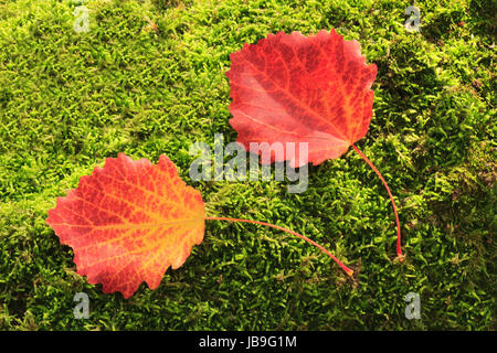Belle foglie rosse , caduto da Aspen, giacciono a terra sullo sfondo di verde muschio. Foto Stock