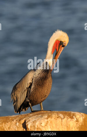 Pellicano marrone (Pelecanus occidentalis), piumaggio cura, CALIFORNIA, STATI UNITI D'AMERICA Foto Stock