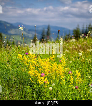 Paesaggio estivo della flora nelle montagne Ceahlau, Romania. Foto Stock