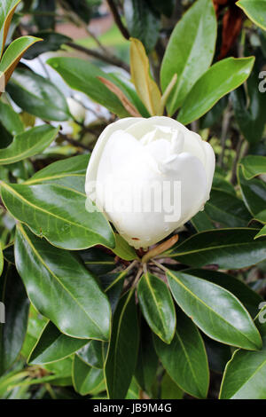 Bianco magnolia bud con gocce di pioggia Foto Stock