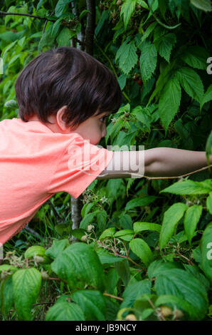 Un giovane ragazzo la raccolta dei lamponi a zappa nel giardino sul retro. Foto Stock