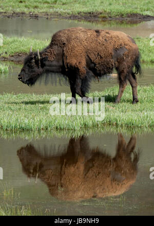 North American Bison pascolare, che si riflette in una piscina vicino al fiume Yellowstone, Hayden Valley, il Parco Nazionale di Yellowstone, Wyoming negli Stati Uniti. Foto Stock