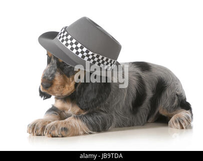 Grazioso cucciolo - english cocker spaniel cucciolo indossando hat isolati su sfondo bianco - 7 settimane Foto Stock