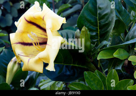 Goldkelchwein, Goldkelch-Wein (Solandra maxima), bluehend, Puerto de la Cruz, Kanaren, Teneriffa Foto Stock