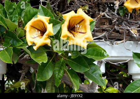 Goldkelchwein, Goldkelch-Wein (Solandra maxima), bluehend, Puerto de la Cruz, Kanaren, Teneriffa Foto Stock