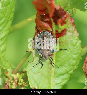 Protezione del bosco Beetle Pentatoma rufipes Foto Stock