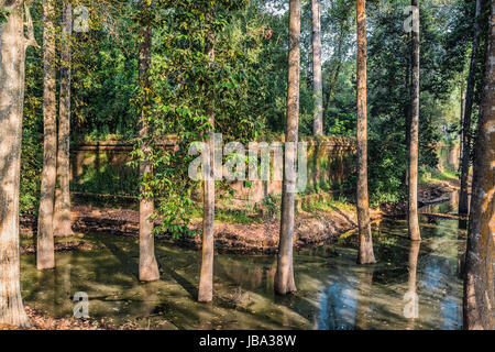 Alberi nel fossato Angkor Thom Cambogia Foto Stock