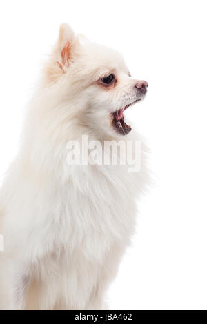 Pomerania bianco sbadigli Foto Stock